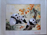 Panda 5